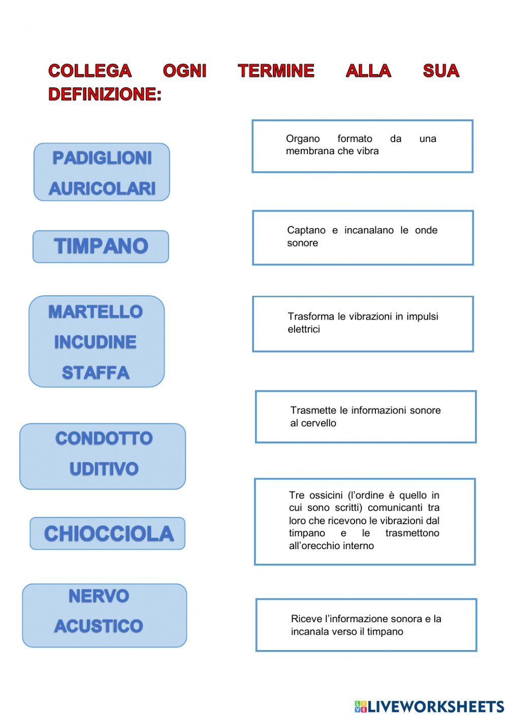 Funzioni delle PARTI dell'ORECCHIO