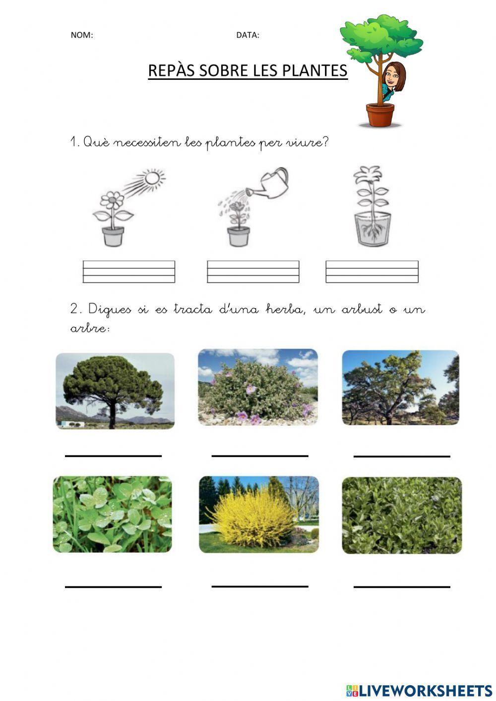 Les plantes Les plantes