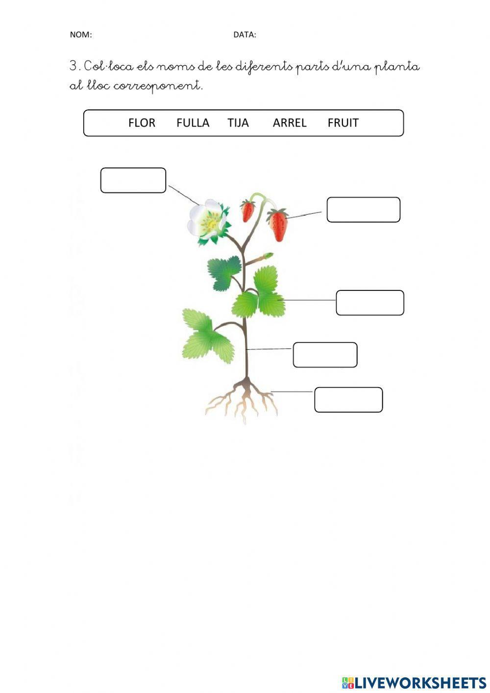 Les plantes Les plantes