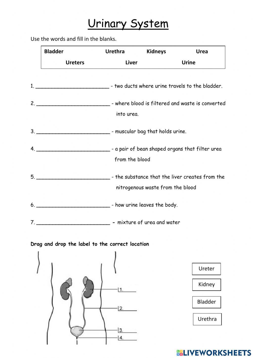 Urinary System Worksheet Tes