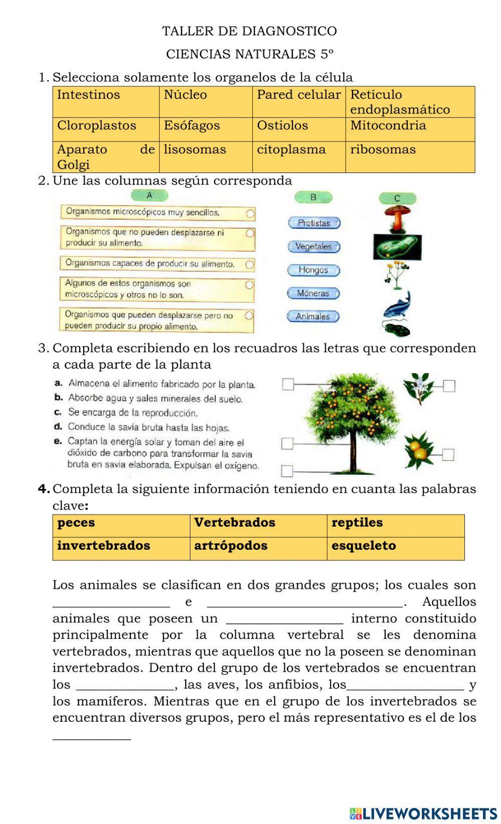 Taller de diagnostico ciencias 5º