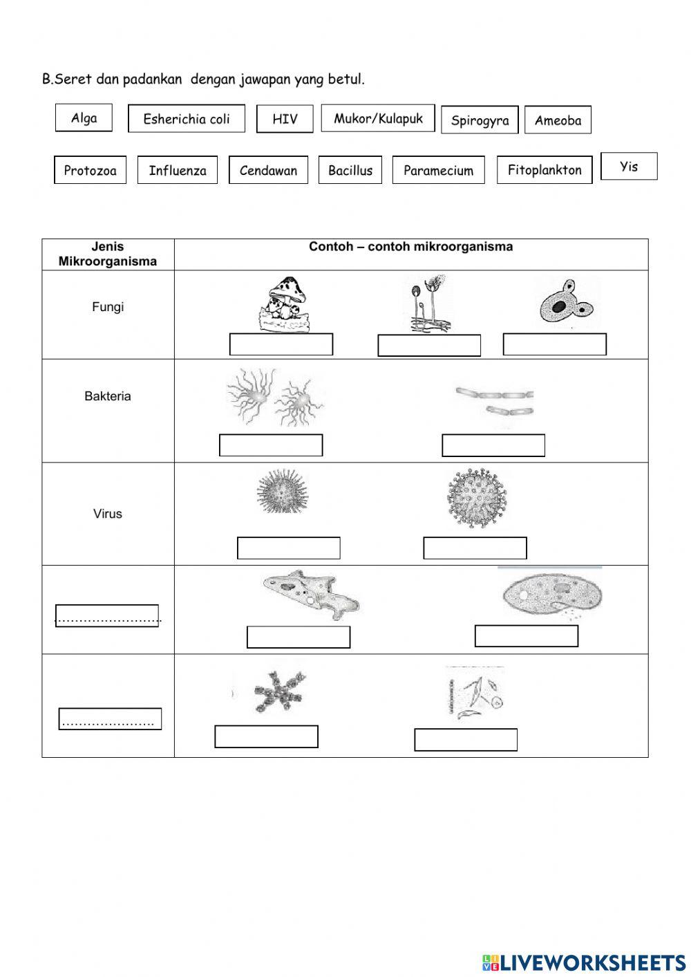 SAINS T6: MIKROORGANISMA-Jenis mikroorganisma