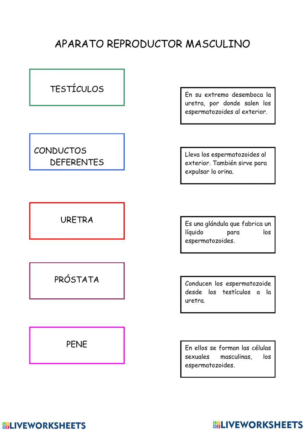 Definición aparato reproductor masculino