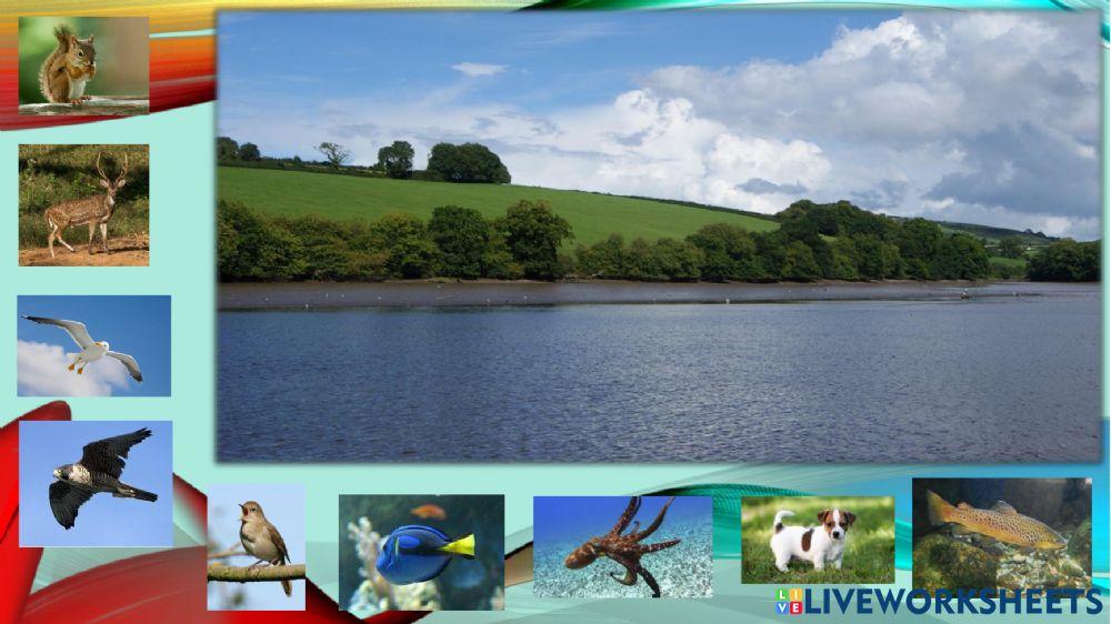 Clasificamos animales