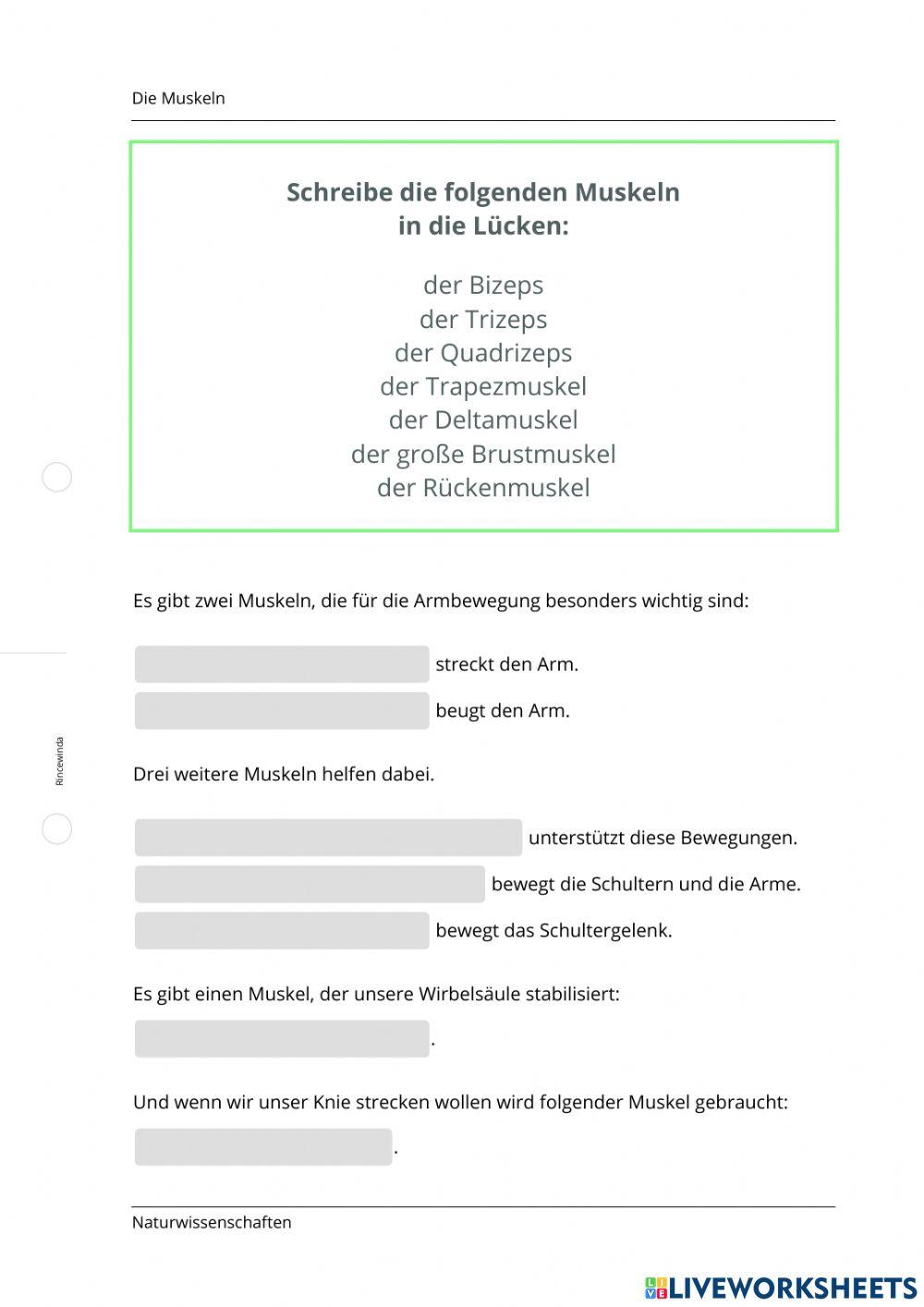 Muskeln (2) Muskeln (2)