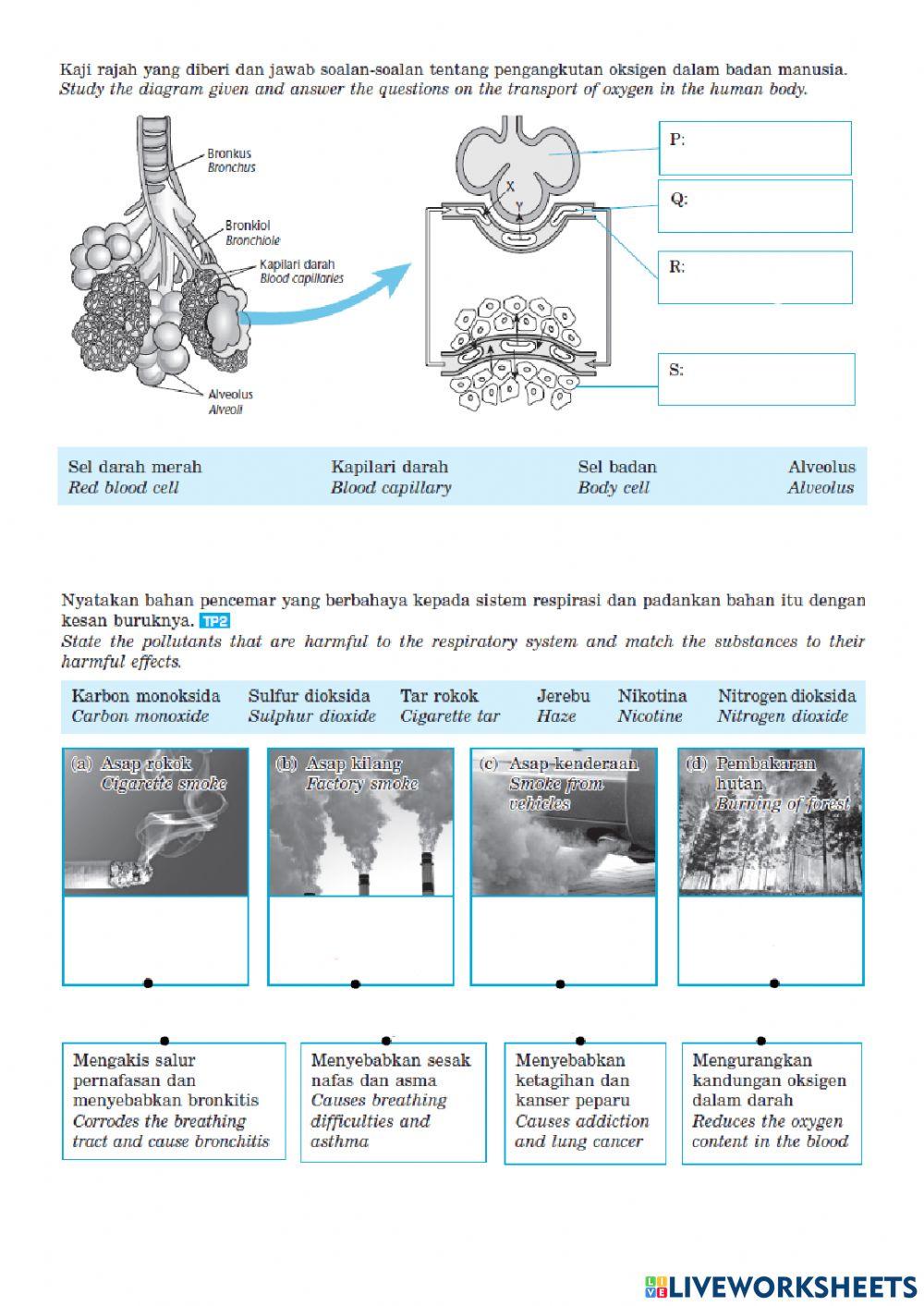 Sistem respirasi manusia