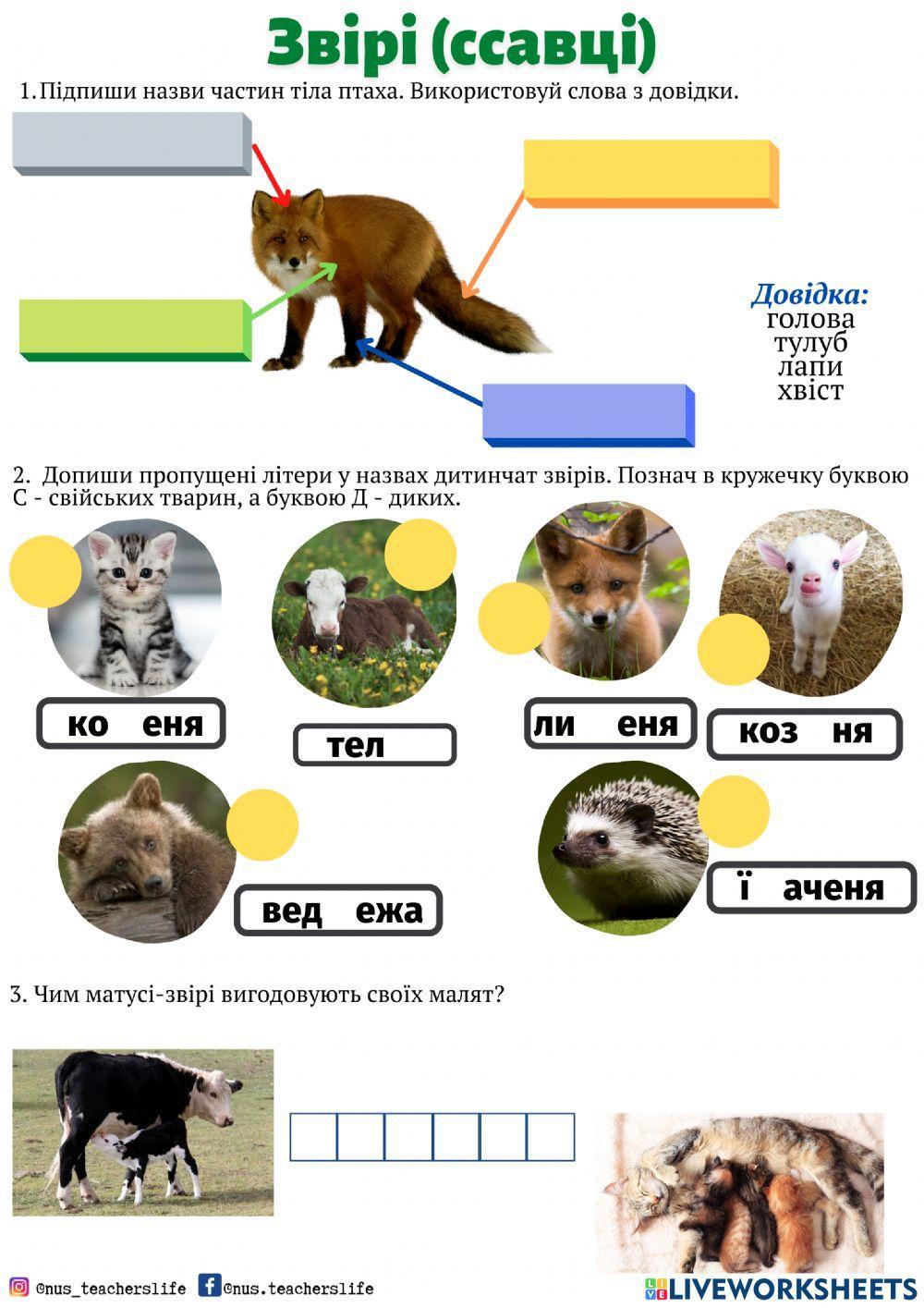 Звірі (ссавці)