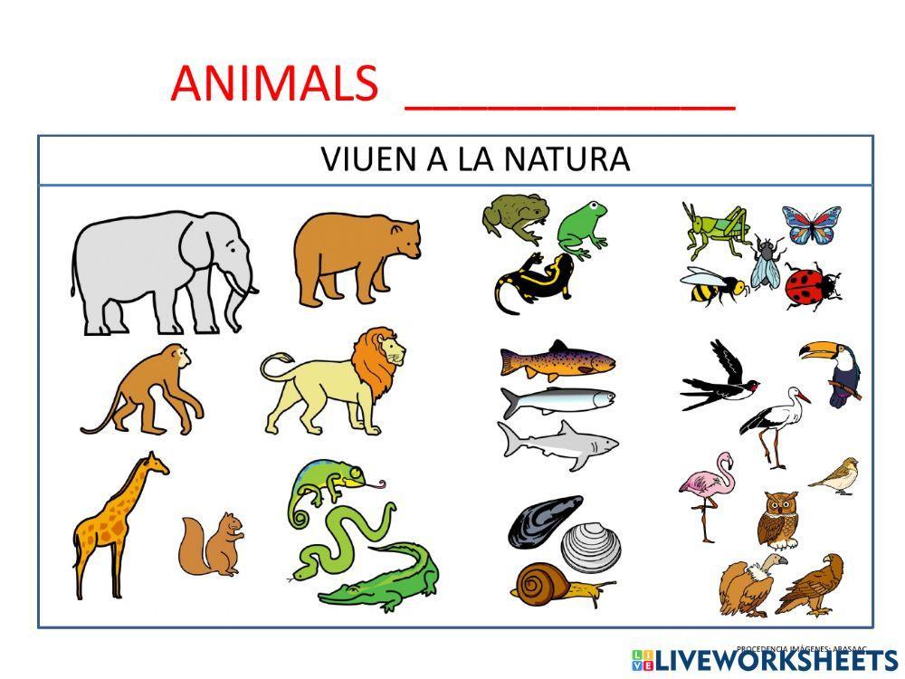 Classificació dels animals