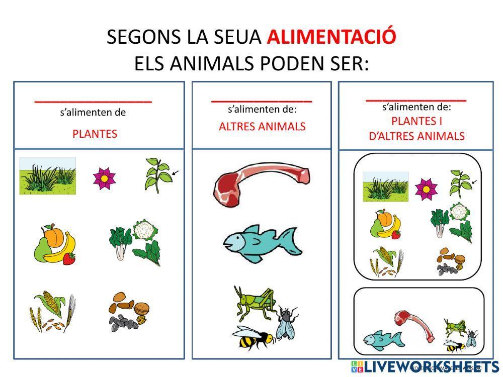 Classificació dels animals