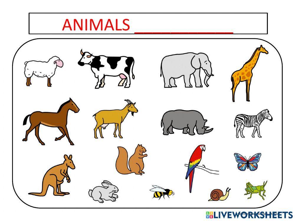 Classificació dels animals