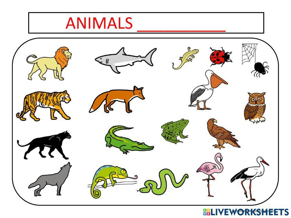 Classificació dels animals