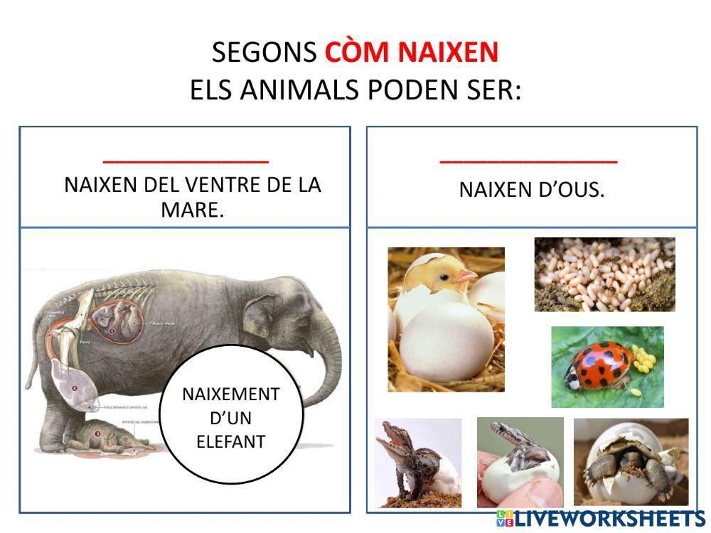 Classificació dels animals