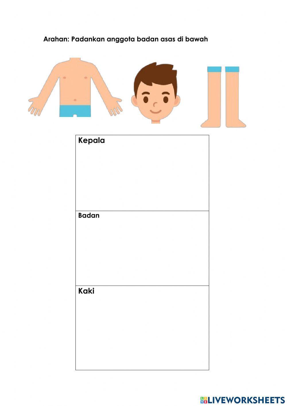 Anggota asas badan manusia