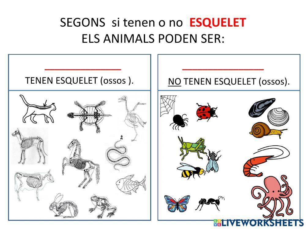 Classificació animals vertebrats