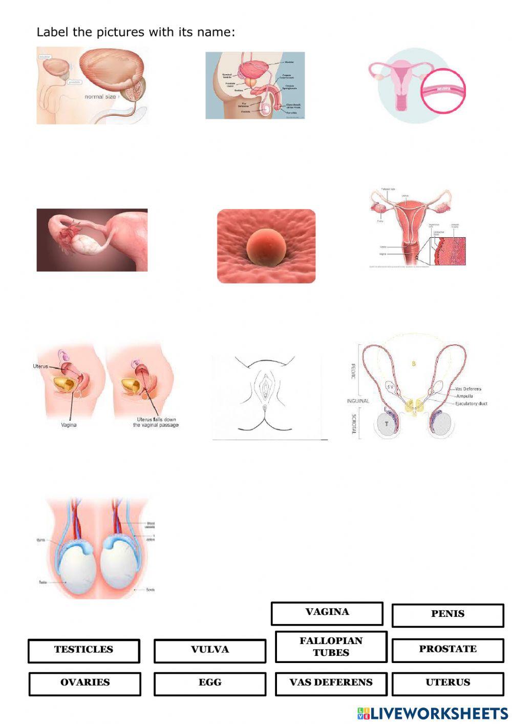 Female and male sexual organs