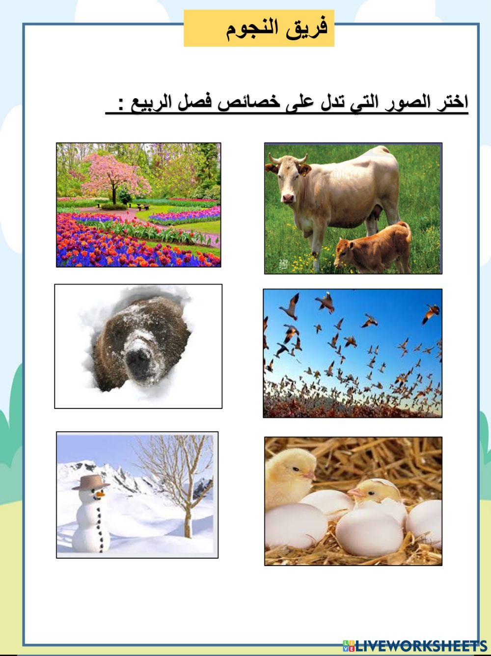 فصل الربيع  نجوم