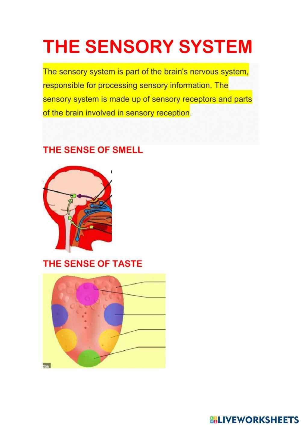 The sensory system