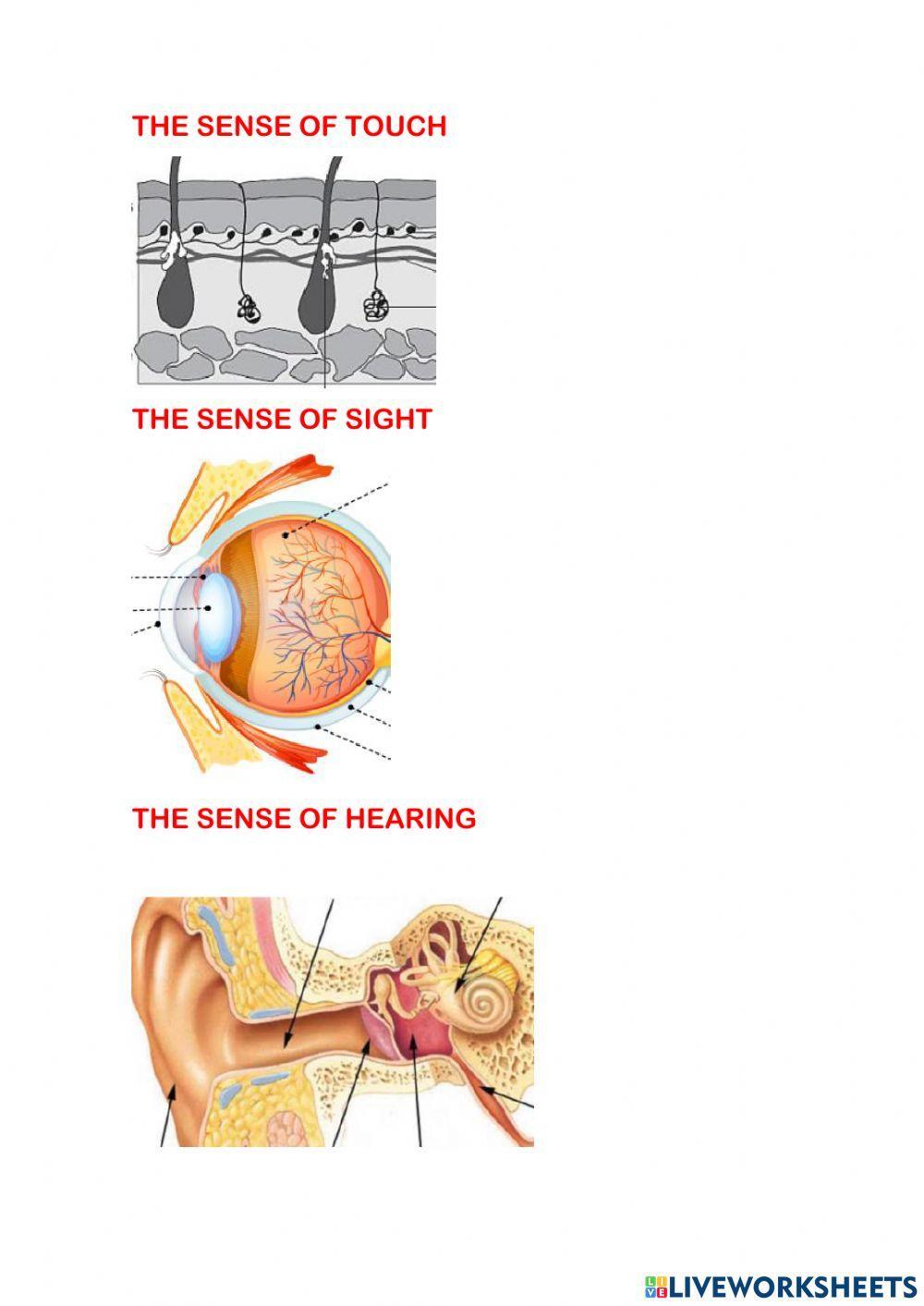 The sensory system