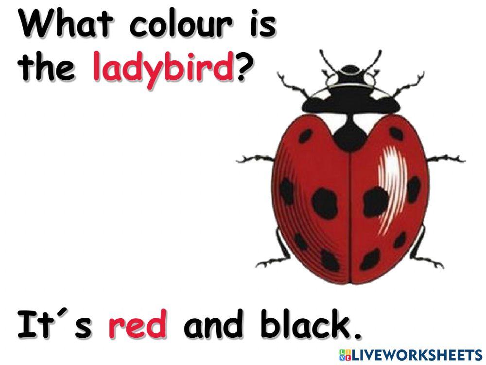 What colour is 2