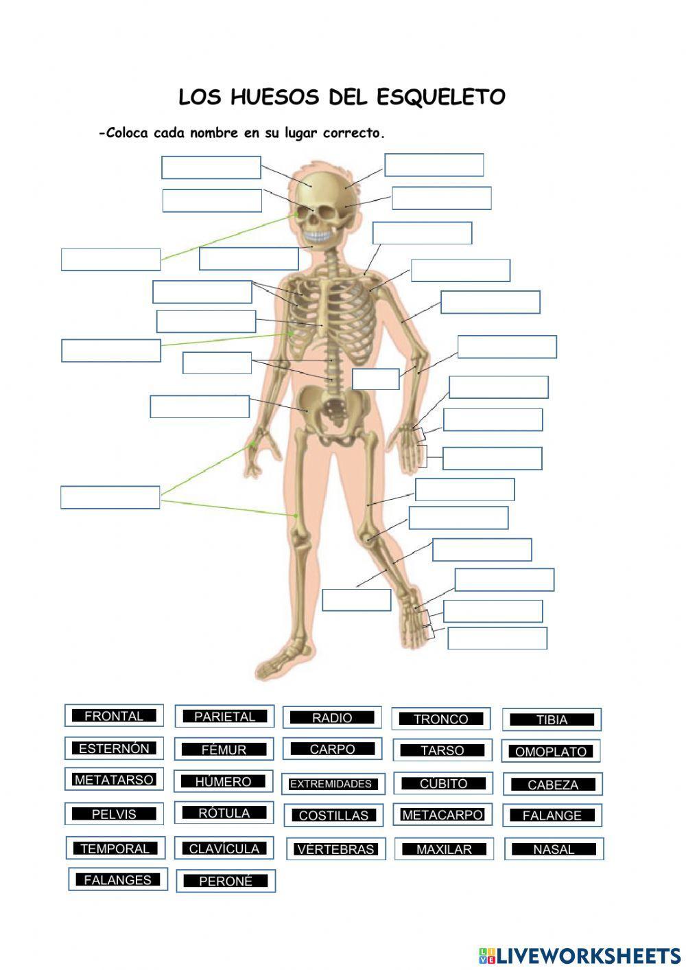 Los huesos del esqueleto