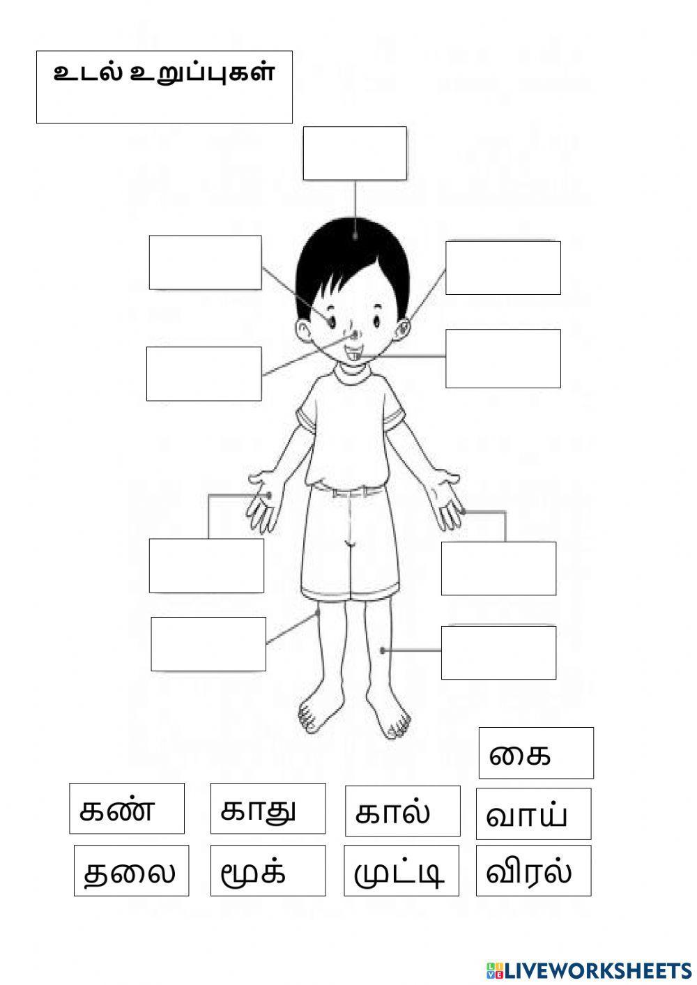 உடல் உறுப்புகள் உடல் உறுப்புகள்
