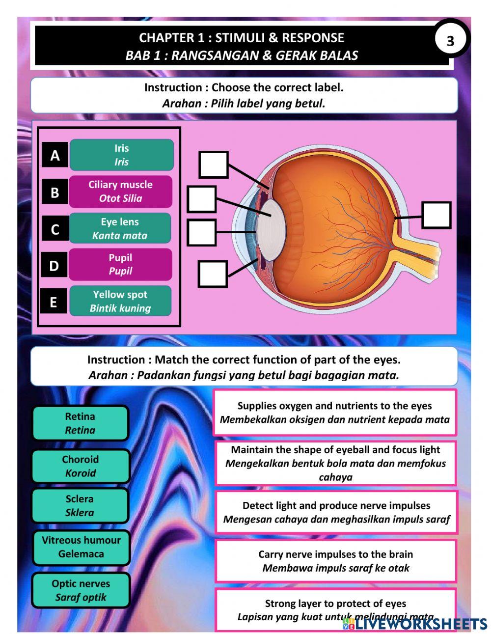 Struktur mata