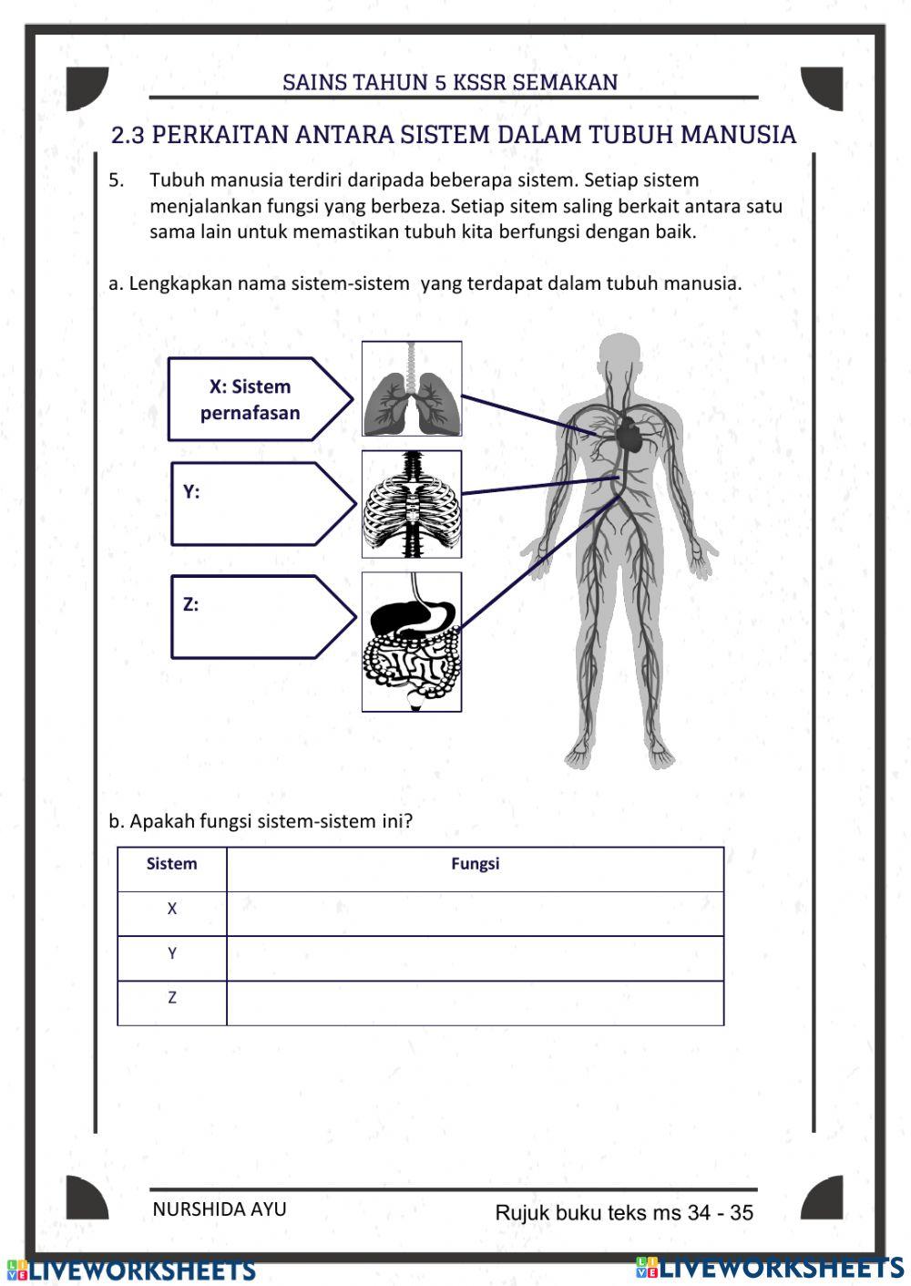 Sistem rangka manusia