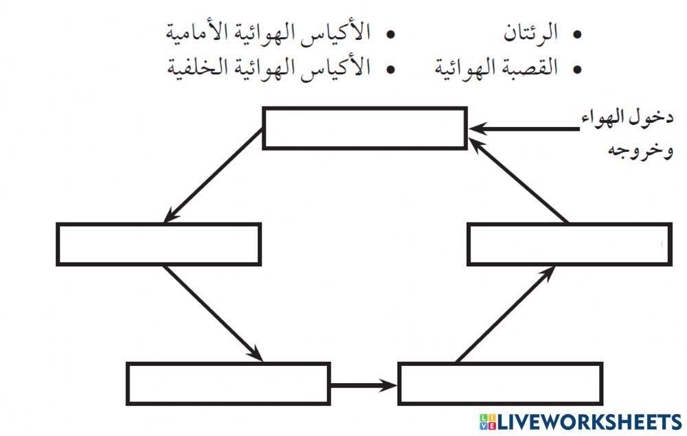 التنفس في الطيور