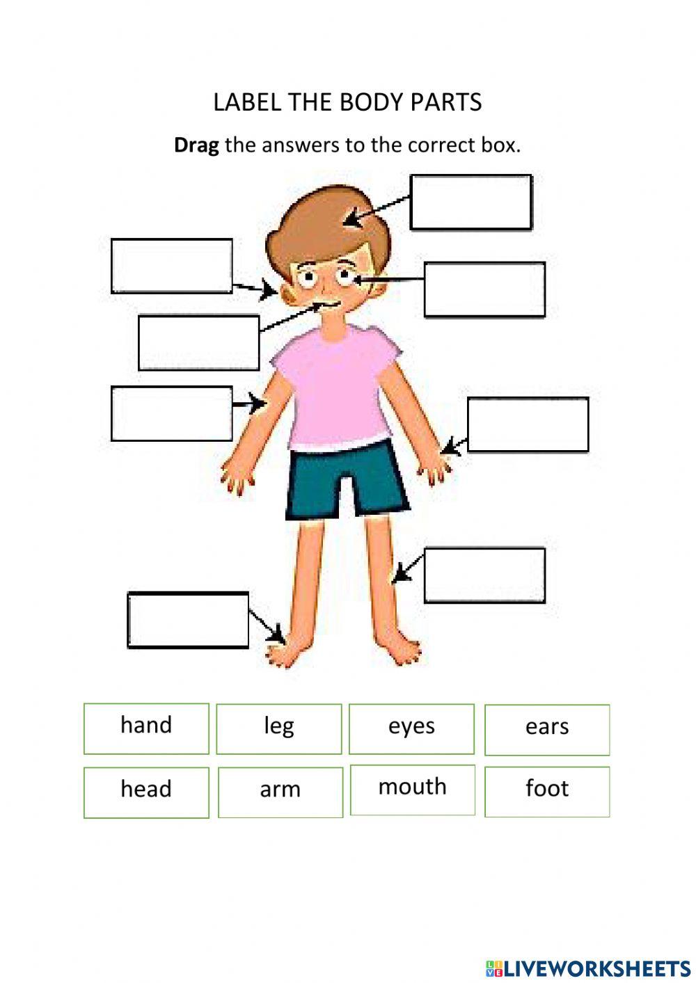 Label Parts Of Body worksheet Live Worksheets