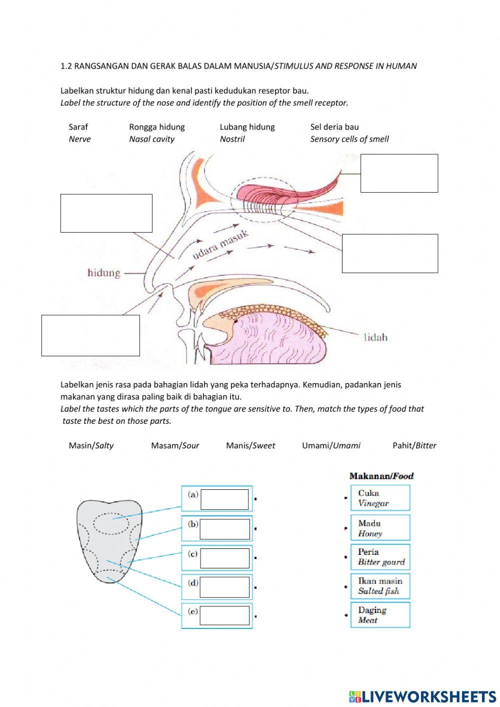1.2 organ deria (hidung,lidah,kulit)