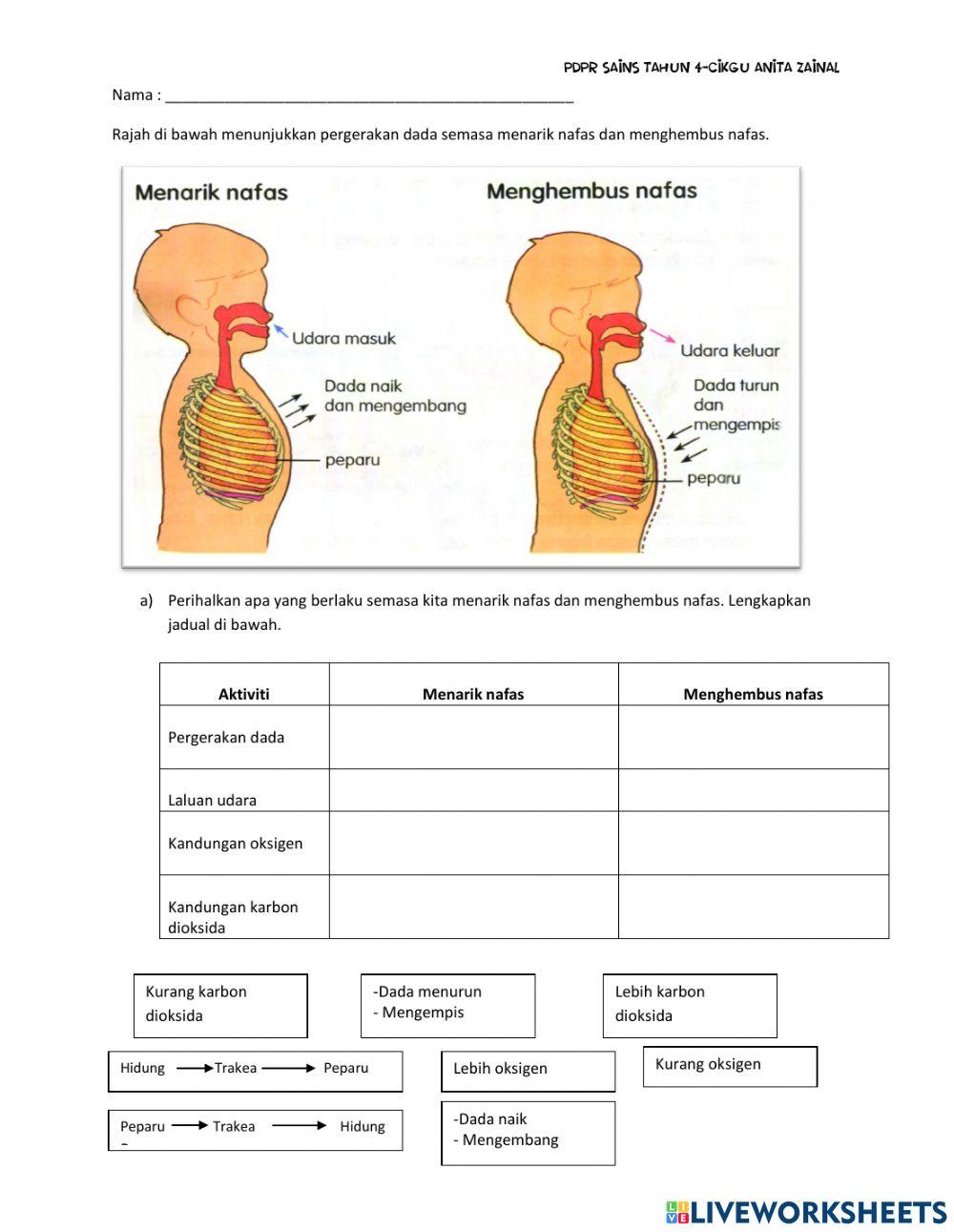 Sains tahun 4 -Pernafasan Manusia