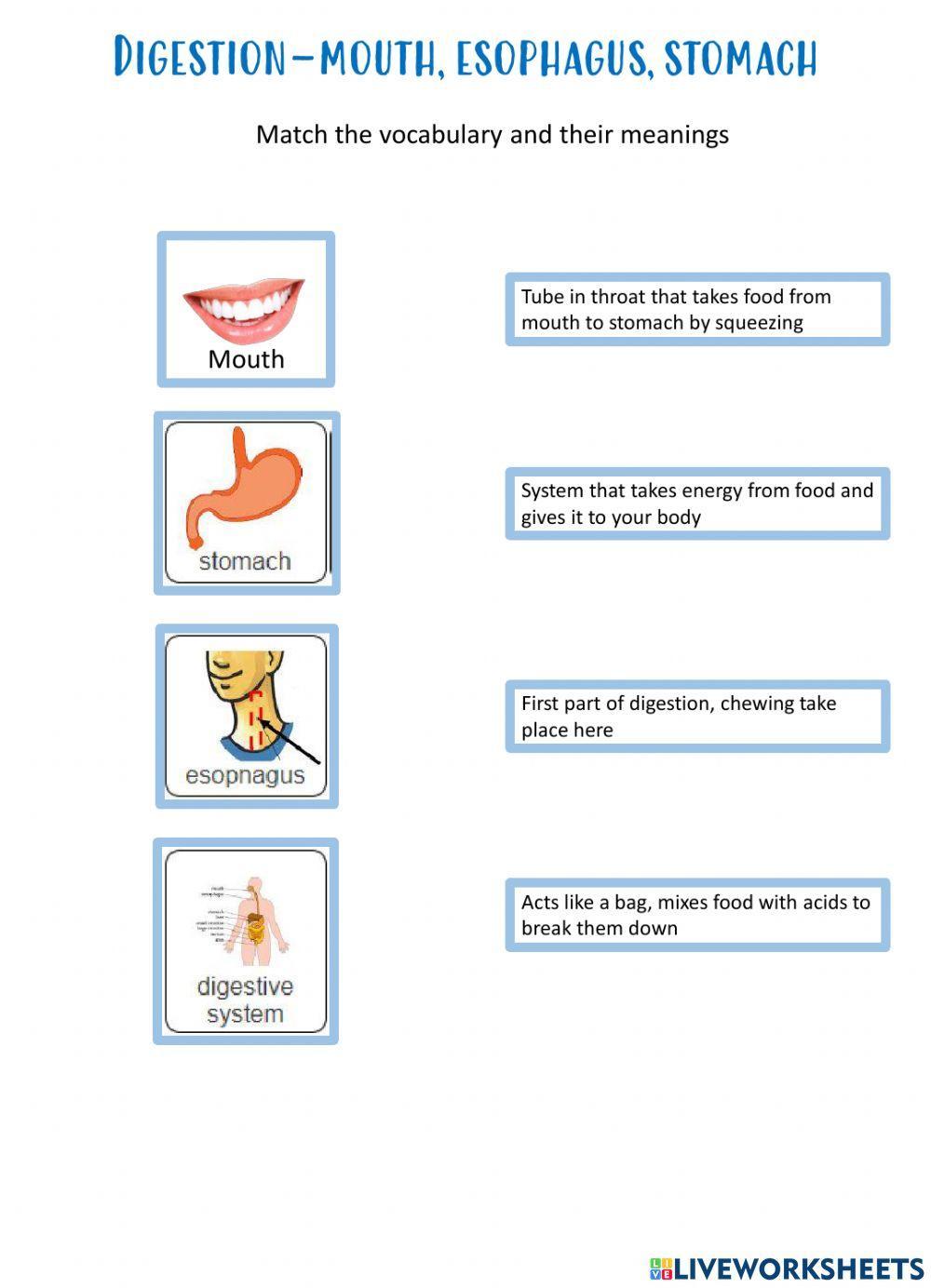 Digestive system-special needs