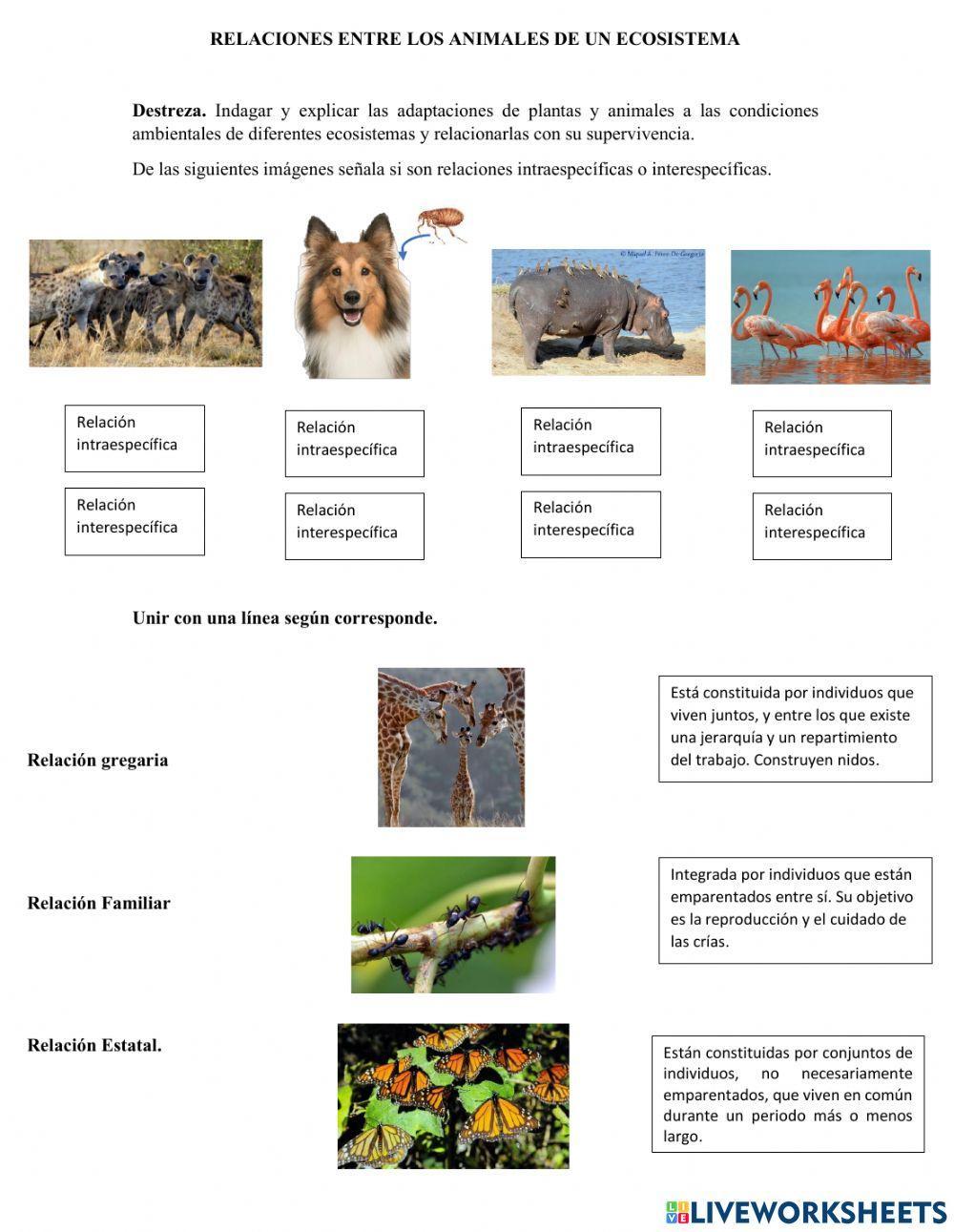 Relaciones entre animales