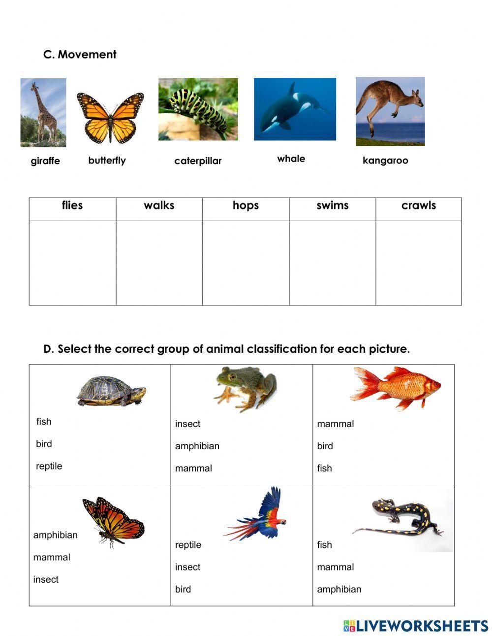 ANIMAL CLASSIFICATION Review Worksheet