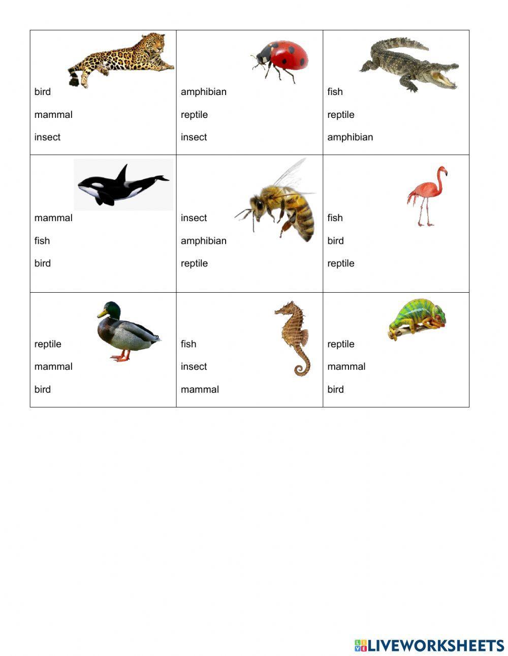 ANIMAL CLASSIFICATION Review Worksheet