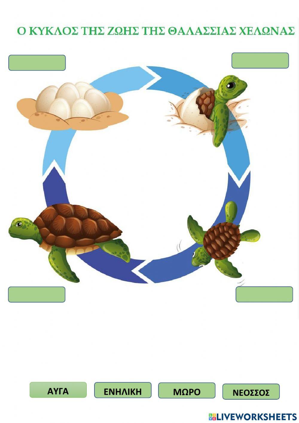 Ο κύκλος της ζωής της θαλάσσιας χελώνας