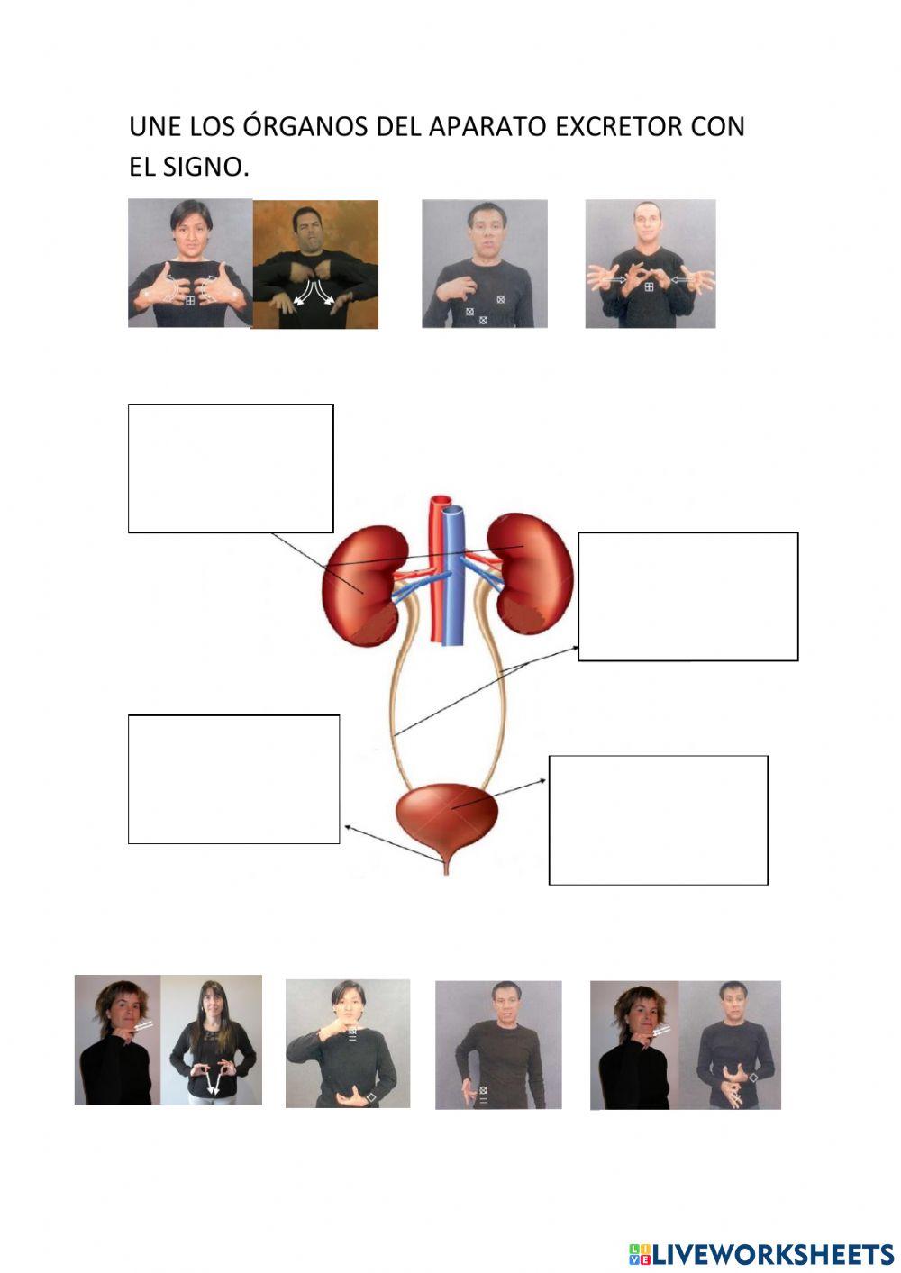 LSE Aparato excretor