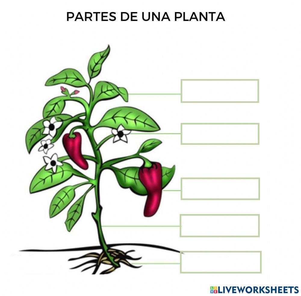 Partes de la planta