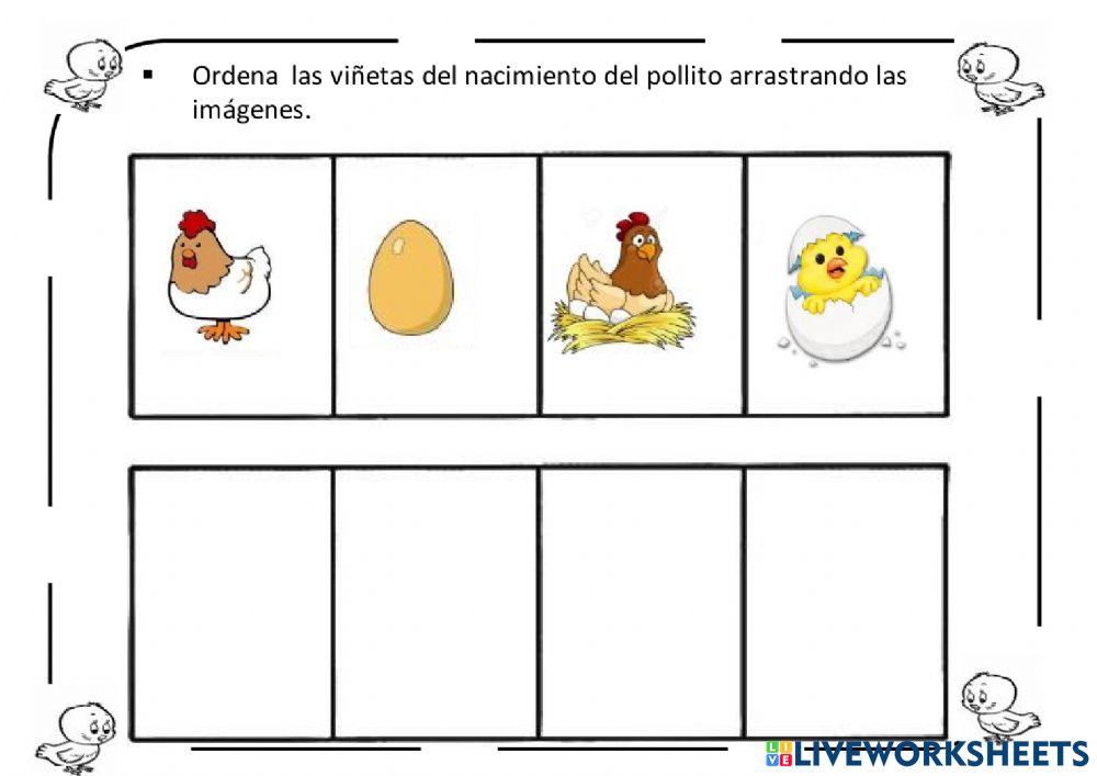 Nacimiento de un pollito