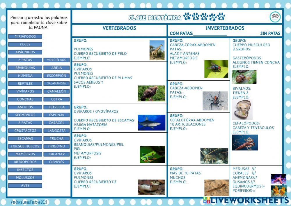 Clasificación de animales