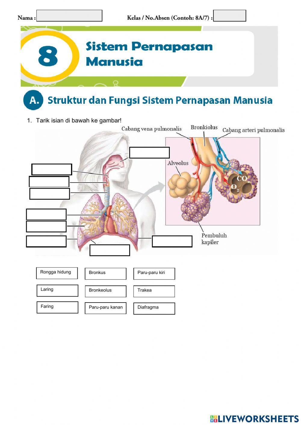 Sistem Pernapasan Manusia 1