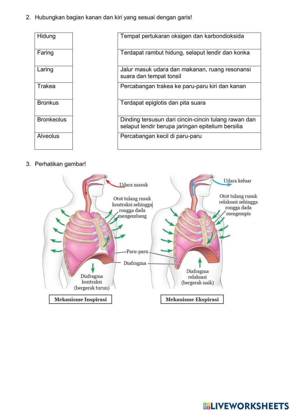 Sistem Pernapasan Manusia 1