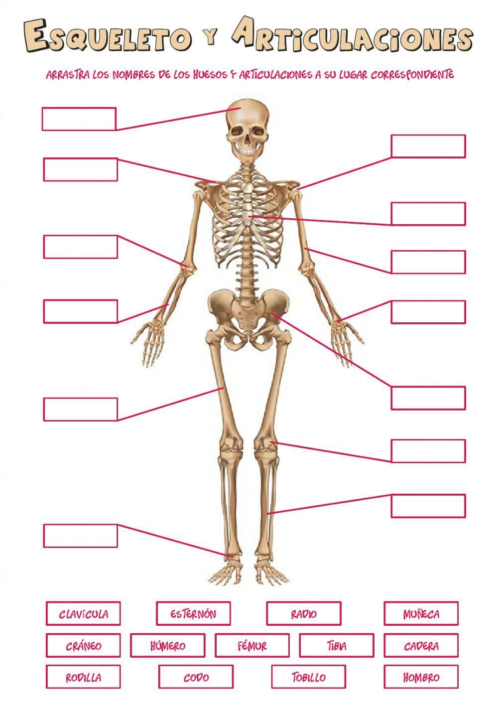 Músculos, esqueleto y articulaciones