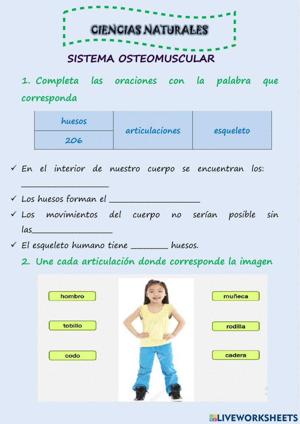 Sistema osteomuscular