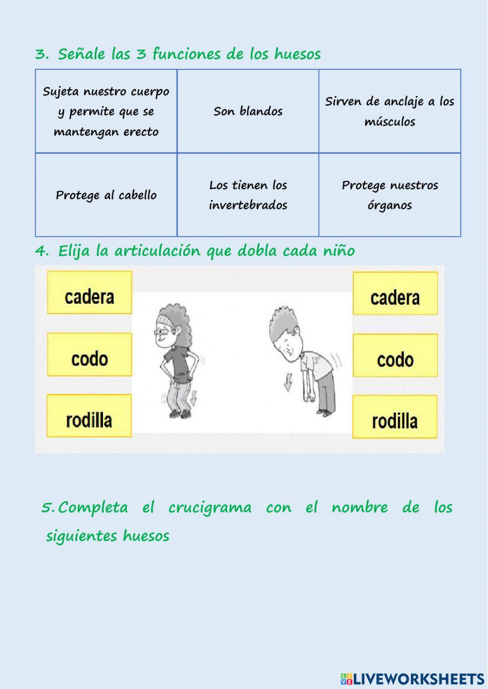 Sistema osteomuscular