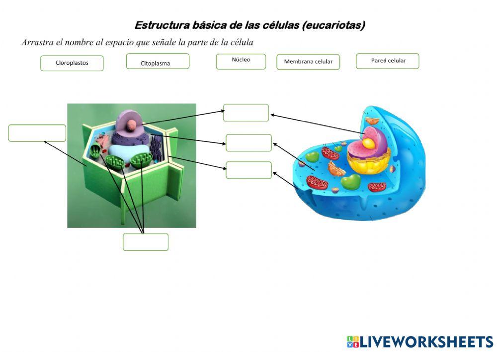 Estructura basica de las celulas