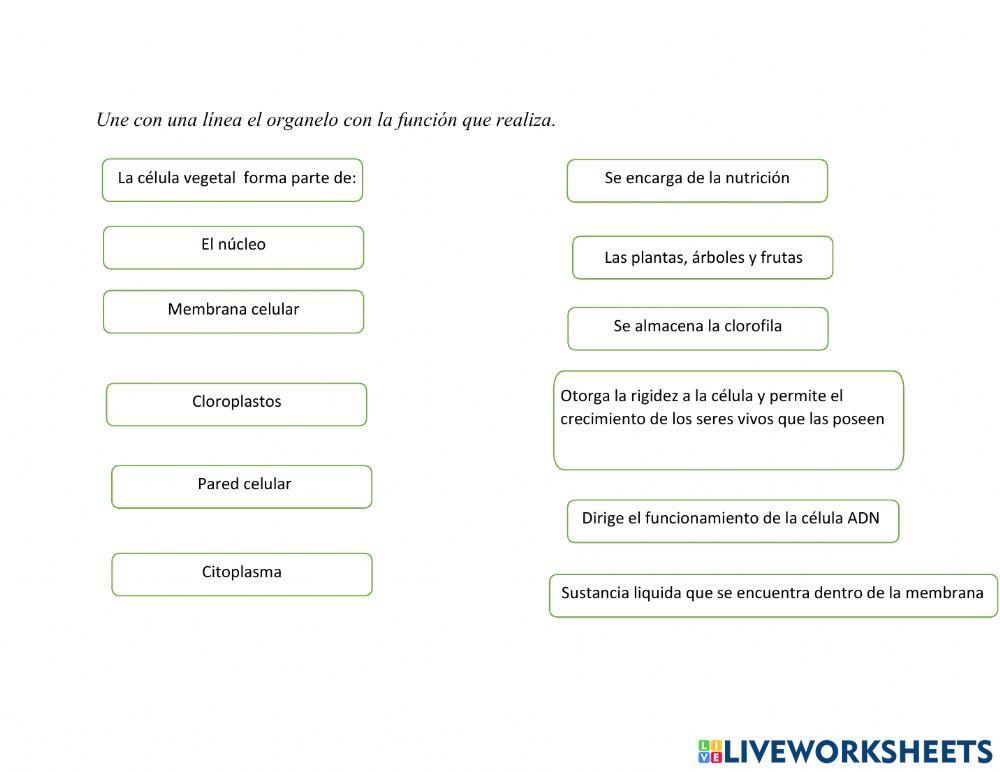 Estructura basica de las celulas