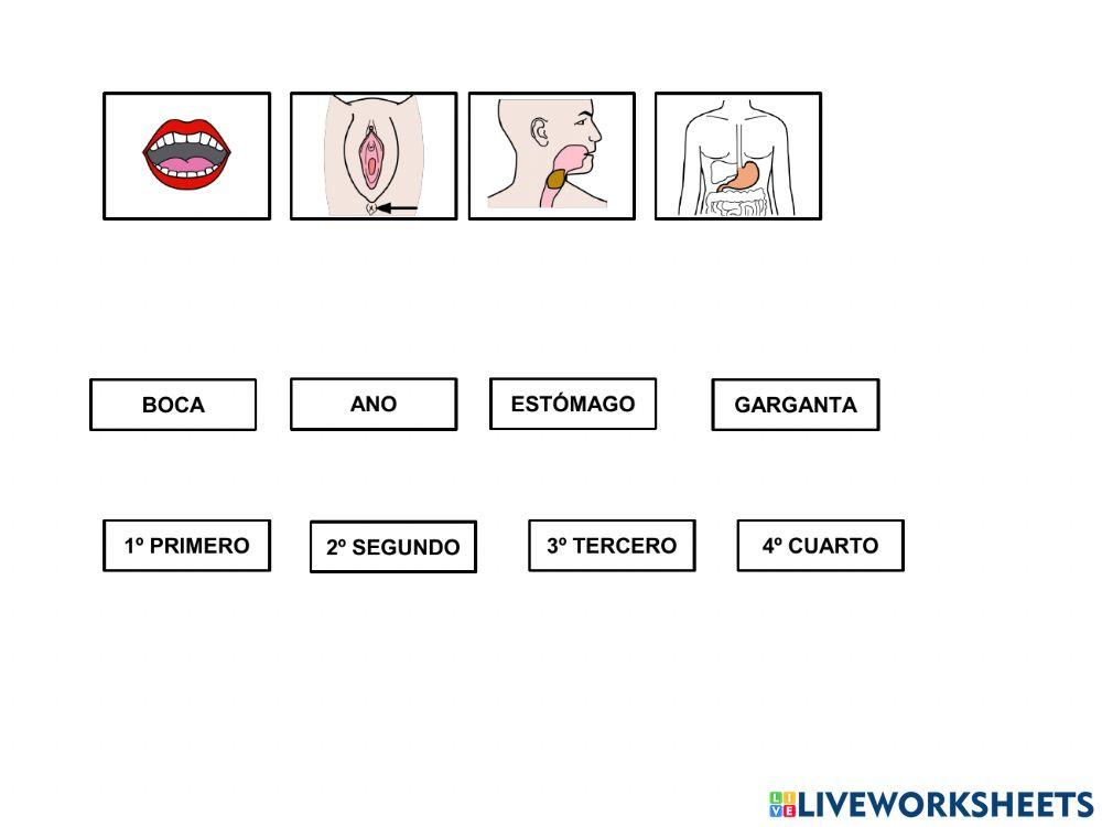 Material Teacch el cuerpo humano (aparato digestivo)