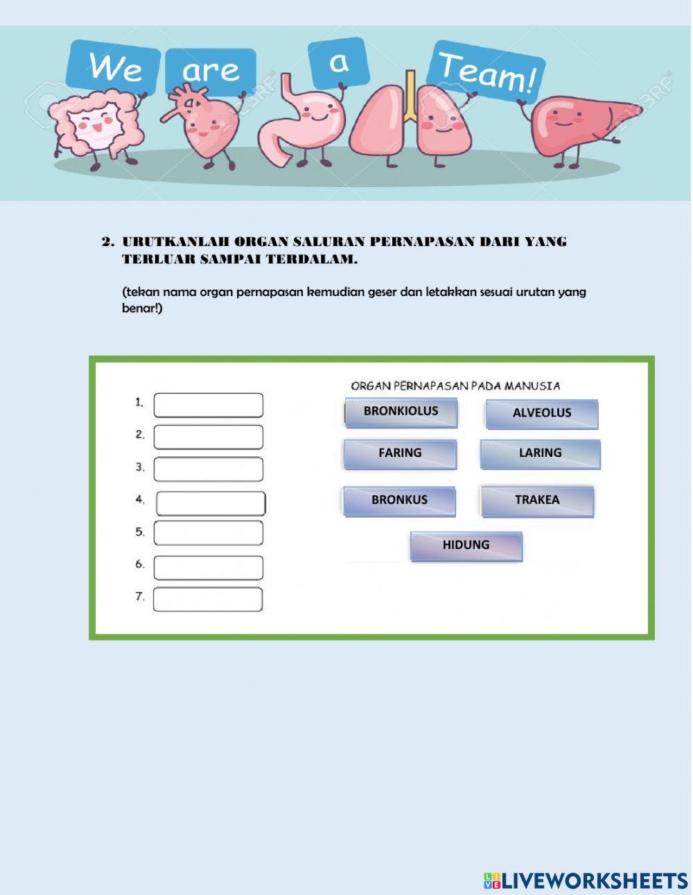 Sistem pernapasan manusia