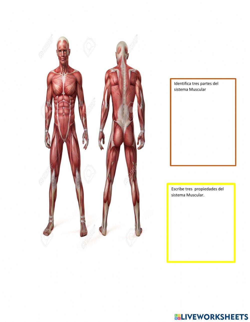 Identificacion de sistemas